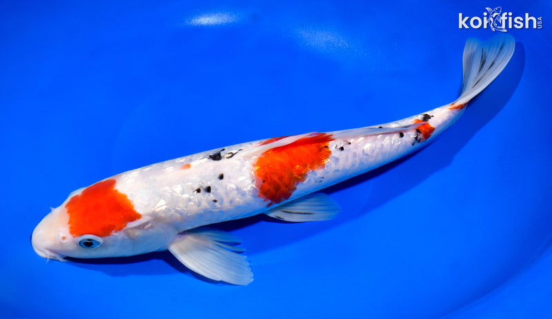 12.5" GINRIN MARUTEN SANKE