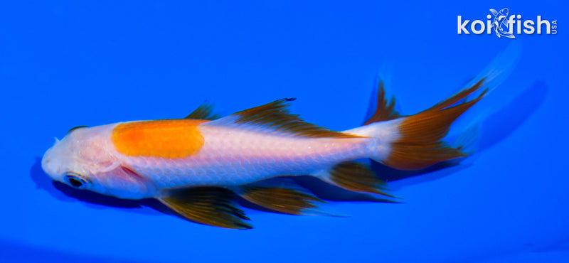 5.25" WAKIN GOLDFISH