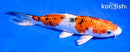 5.5" YAMATO NISHIKI