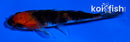 4" BENI MATSUKAWABAKE