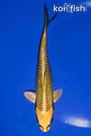 6.75" KIN KI MATSUBA