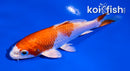 4" HARIWAKE