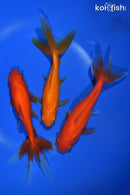 PACK OF (3) 5.5-6" WAKIN GOLDFISH