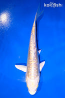 5.5" DOITSU YAMABUKI OGON