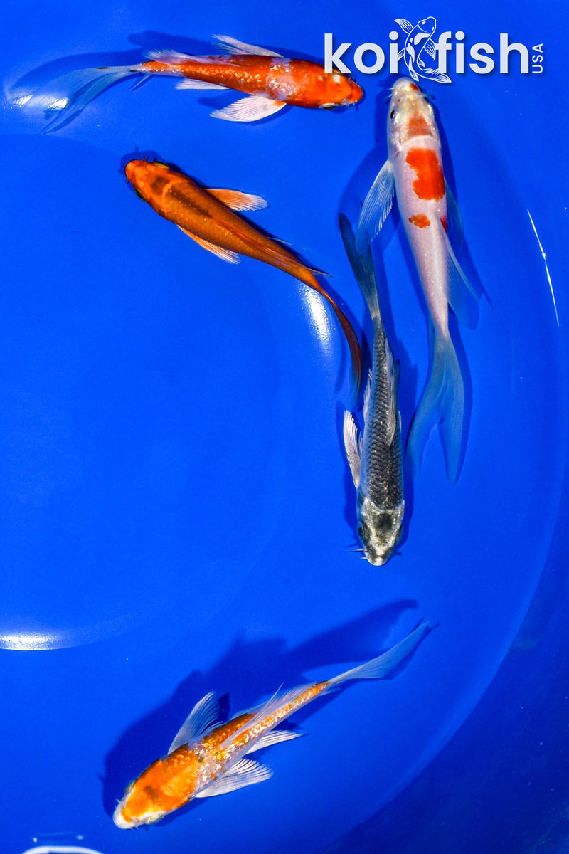 PACK OF (5) 3-4" BUTTERFLY KOI