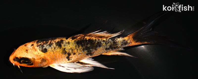 5" YAMATO NISHIKI BUTTERFLY