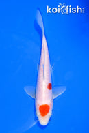 6.25" ARAGOKE MARUTEN KOHAKU