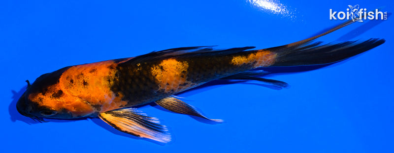 5.75" KIN HI UTSURI