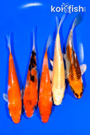 PACK OF (5) 5.25-5.5" STANDARD KOI