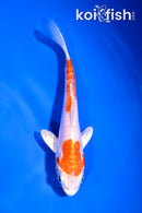 4" KIKUSUI