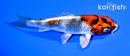 4.75" KIN SHOWA