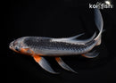 8.5" ASAGI BUTTERFLY