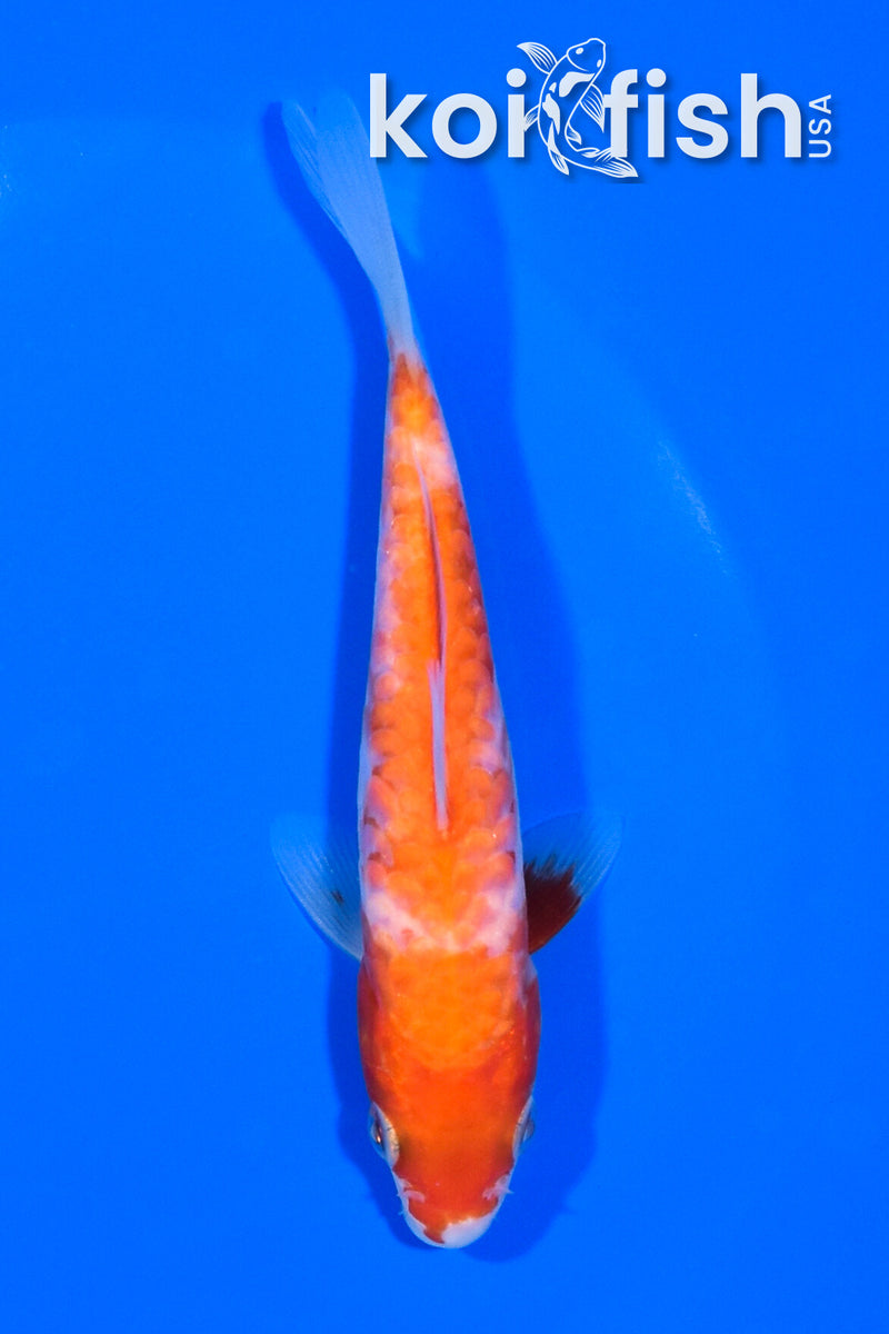 5" ARAGOKE KOHAKU