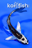 4" BENI GINGA BUTTERFLY