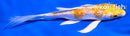 5" GINRIN HARIWAKE BUTTERFLY