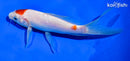 5.5" KOHAKU BUTTERFLY