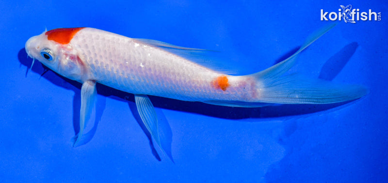 5.5" KOHAKU BUTTERFLY