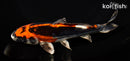 6.75" BENI KIKOKURYU