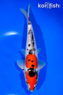 9.75" DOITSU GOSHIKI
