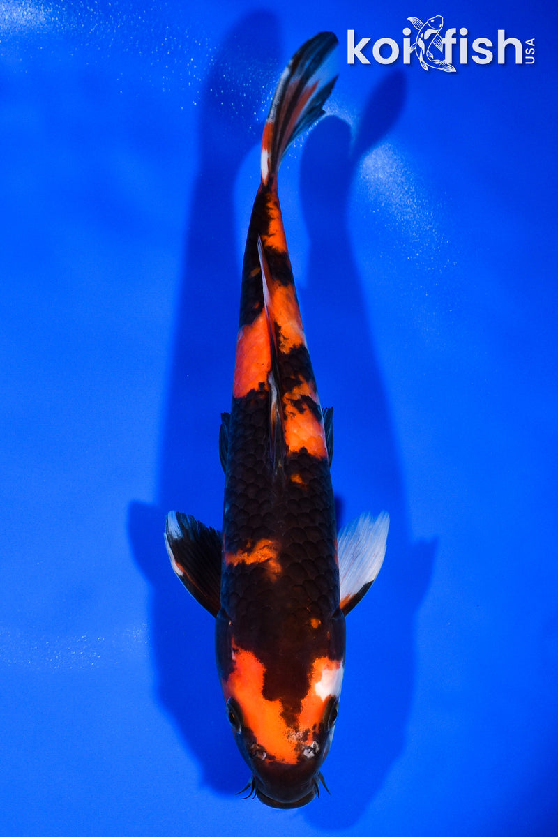 11" HI SHOWA