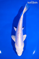 7.5" DOITSU PLATINUM OGON