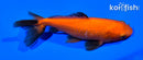 4.75" WAKIN GOLDFISH