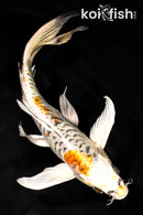8.75" ARAGOKE KIN KIKOKURYU BUTTERFLY