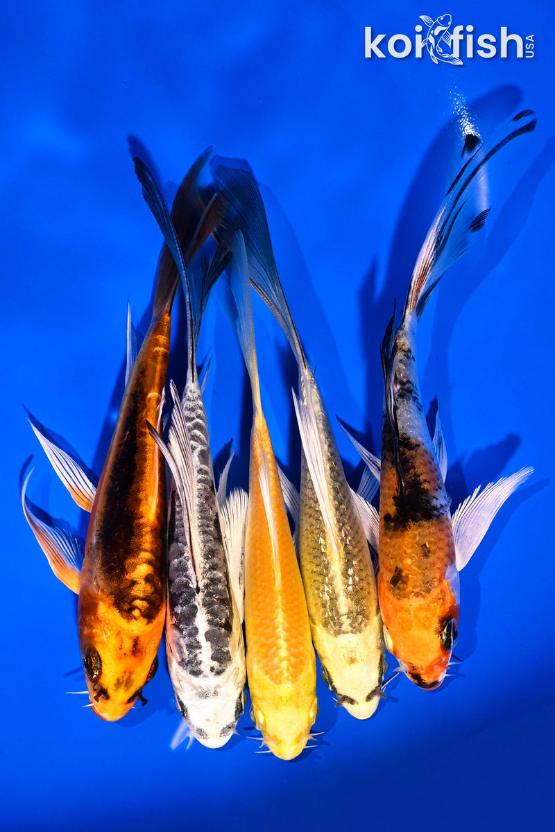 PACK OF (5) 4-5" BUTTERFLY KOI