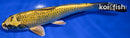 6.75" KIN KI MATSUBA