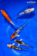 PACK OF (5) 4-4.5" STANDARD KOI