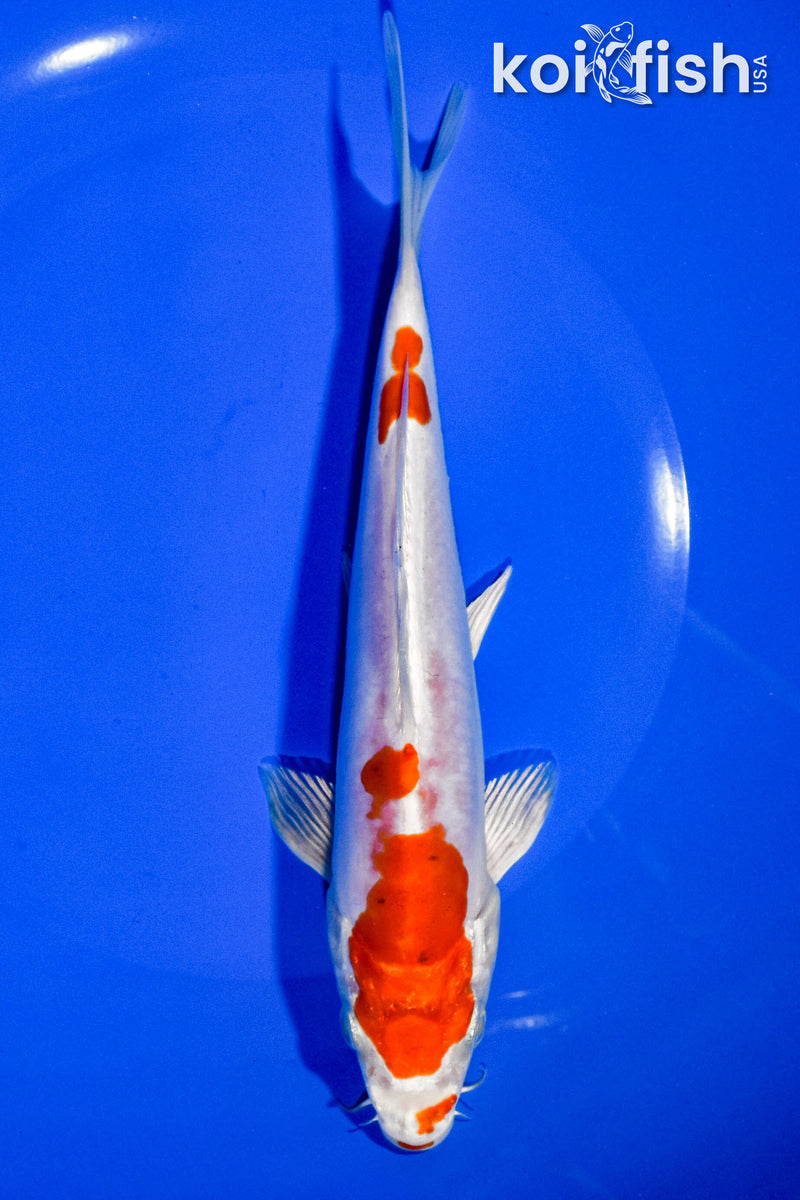 7.25" KIKUSUI