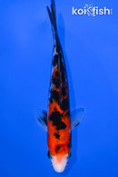 5.25" SANKE