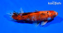 4.75" CALICO WAKIN GOLDFISH