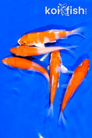 PACK OF (5) 4-5" STANDARD KOI