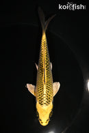 5.5" KI MATSUBA