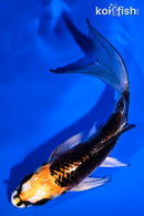 5.25" BENI GINGA BUTTERFLY