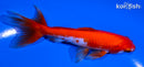 5" SARASA WAKIN GOLDFISH