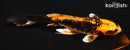 6" BENI KIKOKURYU BUTTERFLY
