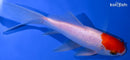 7" TANCHO SARASA COMET GOLDFISH