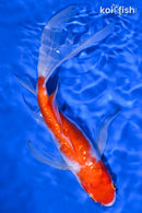 9.25" GINRIN KOHAKU BUTTERFLY