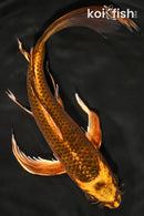 8" KIN ORENJI MATSUBA BUTTERFLY