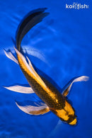 9" ORENJI MATSUBA BUTTERFLY