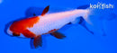 4.75" SARASA WATONAI GOLDFISH