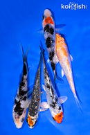 PACK OF (5) 4-5" GINRIN STANDARD KOI