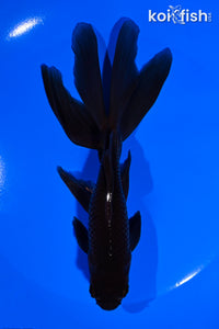 6.25" WATONAI GOLDFISH