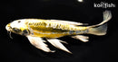 9.5" KIN KIKOKURYU BUTTERFLY