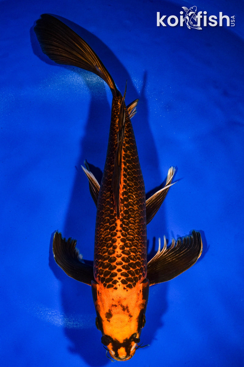 14" ORENJI MATSUBA BUTTERFLY