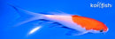 6" KOHAKU BUTTERFLY