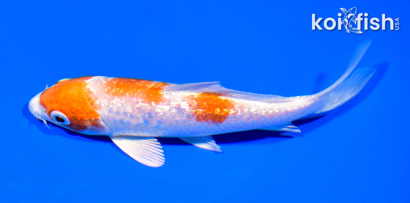 5.75" GINRIN HARIWAKE