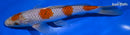 8.75" OCHIBA SHIGURE